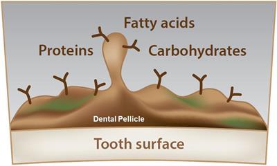 The composition of the dental pellicle: an updated literature review